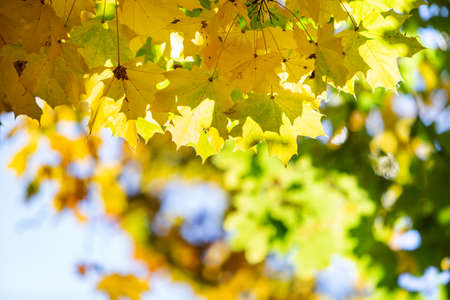 Close up of bright yellow and red maple leaves on fall tree branches with vibrant blurred background in autumn park.の写真素材