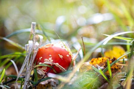 Red fly agaric fungus poisonous mushroom growing in autumn forest.の写真素材
