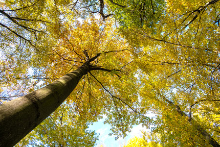 Perspective from down to up view of autumn forest with bright orange and yellow leaves. Dense woods...