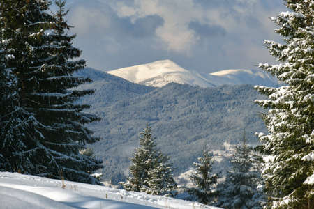 Closeup of pine tree branches covered with fresh fallen snow in winter mountain forest on cold...
