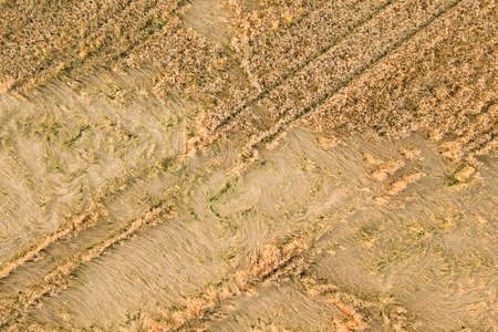 Aerial view of ripe farm field ready for harvesting with fallen down broken by wind wheat heads....