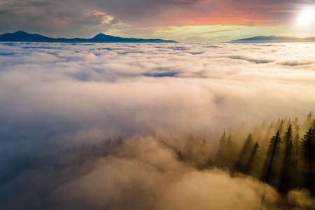 View from above of dark moody pine trees in spruce foggy forest with bright sunrise rays shining through branches in autumn mountains.の写真素材