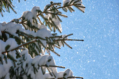Closeup of pine tree branches covered with fresh fallen snow in winter mountain forest on cold...