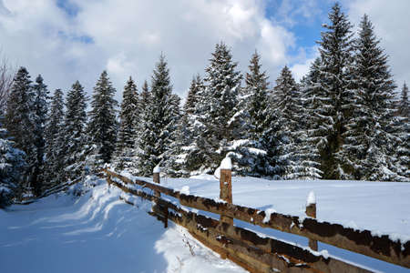 Pine trees covered with fresh fallen snow in winter mountain forest on cold bright day.の写真素材