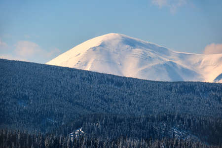 Winter landscape with high mountain hills covered with evergreen pine forest after heavy snowfall on...