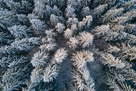 Top down aerial view of snow covered evergreen pine forest after heavy snowfall in winter mountain...