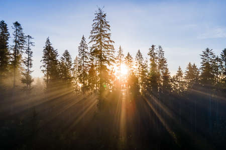 Foggy green pine forest with canopies of spruce trees and sunrise rays shining through branches in autumn mountains.の写真素材