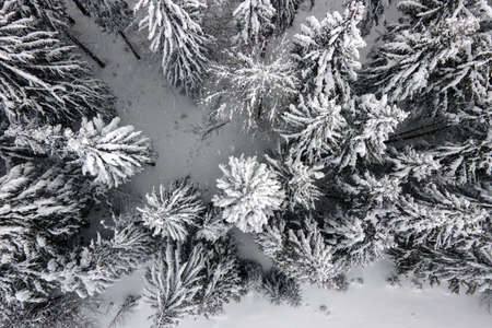 Aerial foggy landscape with evergreen pine trees covered with fresh fallen snow after heavy snowfall in winter mountain forest on cold quiet evening.の写真素材