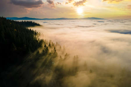 Aerial view of dark green pine trees in spruce forest with sunrise rays shining through branches in foggy fall mountains.の写真素材