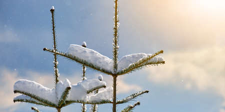 Closeup of pine tree branches covered with fresh fallen snow in winter mountain forest on cold bright day.の写真素材