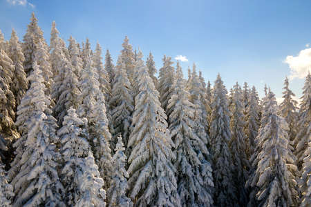 Closeup of pine tree branches covered with fresh fallen snow in winter mountain forest on cold...