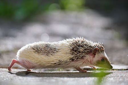 Small african hedgehog pet on green grass outdoors on summer day. Keeping domestic animals and caring for pets concept.の写真素材