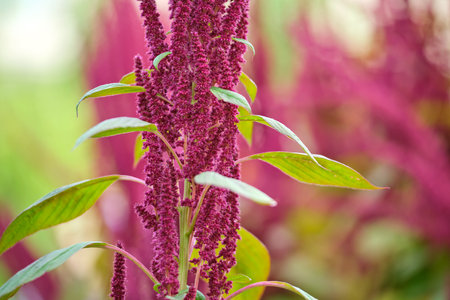 Indian red amaranth plant growing in summer garden. Leaf vegetable, cereal and ornamental plant, source of proteins and amino acids.の写真素材