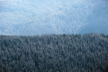 Top down aerial view of snow covered evergreen pine forest after heavy snowfall in winter mountain...