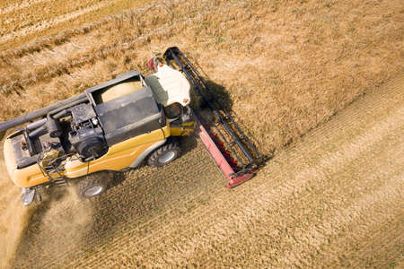 Aerial view of combine harvester harvesting large ripe wheat field. Agriculture from drone view.