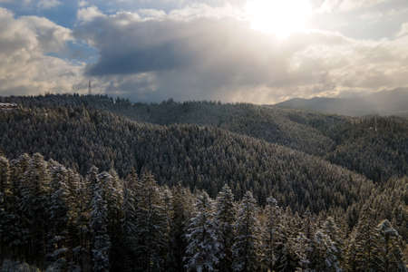 Winter landscape with spruse trees of snow covered forest in cold mountains.の写真素材