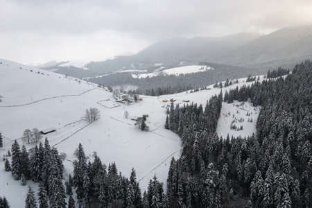 Aerial foggy landscape with evergreen pine trees covered with fresh fallen snow after heavy snowfall in winter mountain forest on cold quiet evening.の写真素材