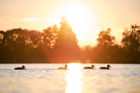Wild ducks swimming on lake water at bright sunset. Birdwatching concept.の写真素材