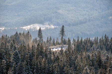 Bright winter landscape with pine trees covered with fresh fallen snow in mountain forest on cold wintry day.の写真素材