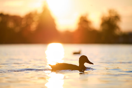 Wild ducks swimming on lake water at bright sunset. Birdwatching concept.の写真素材
