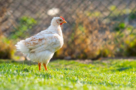 Hen feed on traditional rural barnyard. Close up of chicken standing on barn yard with green grass. Free range poultry farming concept.の写真素材