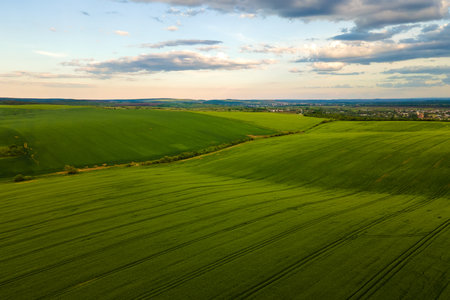 Aerial landscape view of green cultivated agricultural fields with growing crops on bright summer day.の写真素材