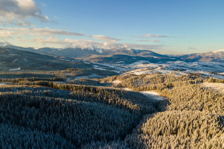 Winter landscape with spruse trees of snow covered forest in cold mountains.の写真素材
