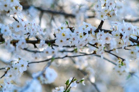 Fruit tree twigs with blooming white and pink petal flowers in spring garden.の写真素材