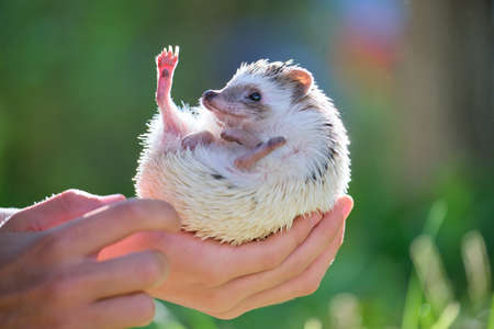 Human hands holding little african hedgehog pet outdoors on summer day. Keeping domestic animals and caring for pets conceptの写真素材