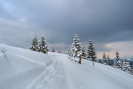 Moody landscape with footpath tracks and pine trees covered with fresh fallen snow in winter...