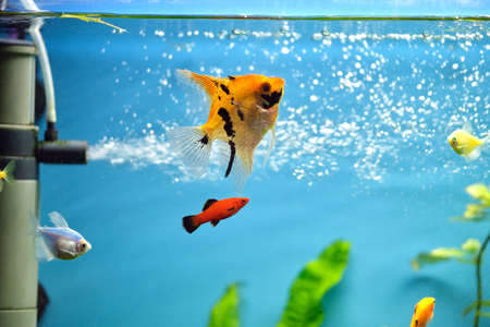Colorful exotic fish swimming in deep blue water aquarium with green tropical plants