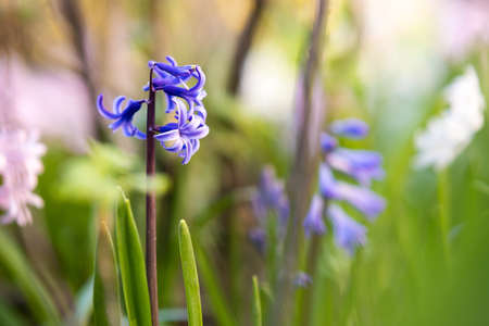 Pink tender hyacinth flowers blooming in spring gardenの写真素材