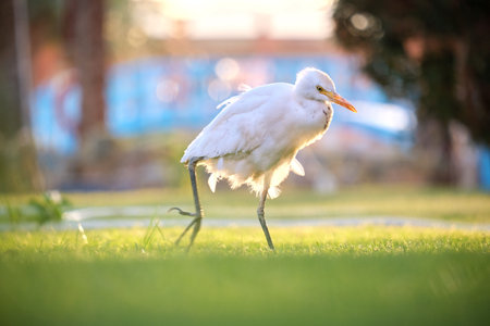 White cattle egret wild bird, also known as Bubulcus ibis walking on green lawn in summerの写真素材