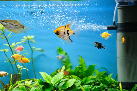 Colorful exotic fish swimming in deep blue water aquarium with green tropical plantsの写真素材
