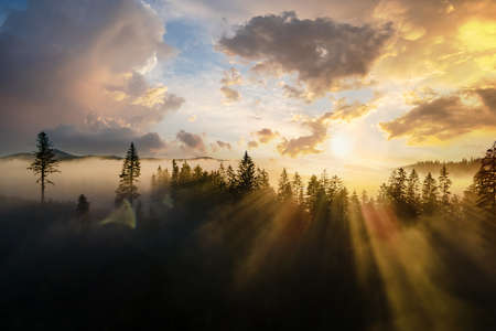Foggy green pine forest with canopies of spruce trees and sunrise rays shining through branches in autumn mountainsの写真素材