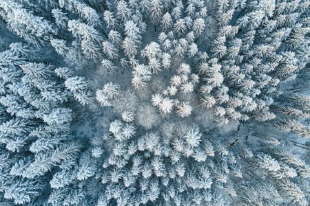 Top down aerial view of snow covered evergreen pine forest after heavy snowfall in winter mountain woods on cold quiet day.の写真素材