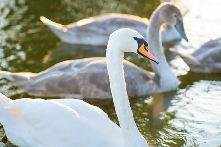 White and gray swans swimming on lake water in summer.の写真素材