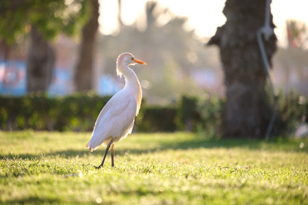 White cattle egret wild bird, also known as Bubulcus ibis walking on green lawn in summer.の写真素材