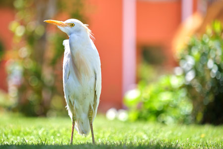White cattle egret wild bird, also known as Bubulcus ibis walking on green lawn in summer.の写真素材