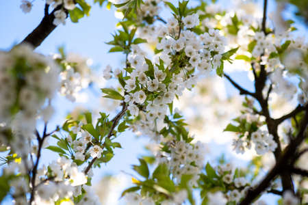 Fruit tree twigs with blooming white and pink petal flowers in spring gardenの写真素材
