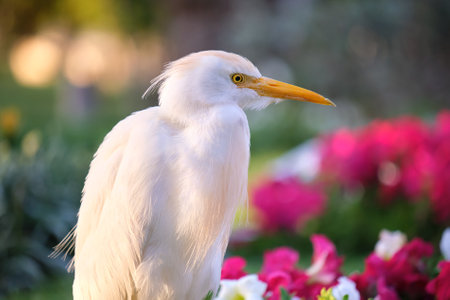 White cattle egret wild bird, also known as Bubulcus ibis walking on green lawn in summerの写真素材