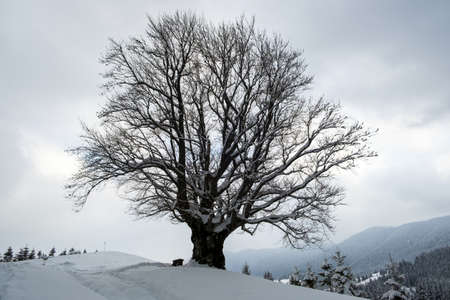 Moody winter landscape with dark bare tree on covered with fresh fallen snow field in wintry mountains on cold gloomy dayの写真素材