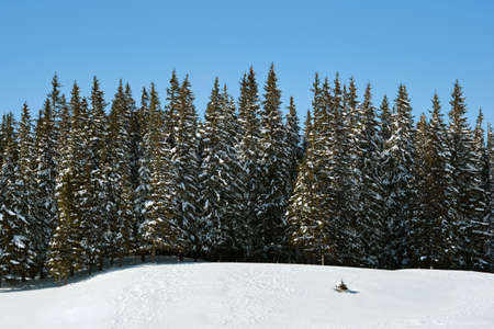 Pine trees covered with fresh fallen snow in winter mountain forest on cold bright dayの写真素材