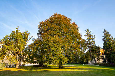 Green and yellow trees in early autumn parkの写真素材