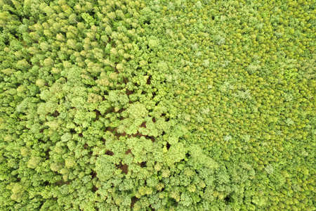 Top down aerial view of green summer forest with canopies of many fresh trees