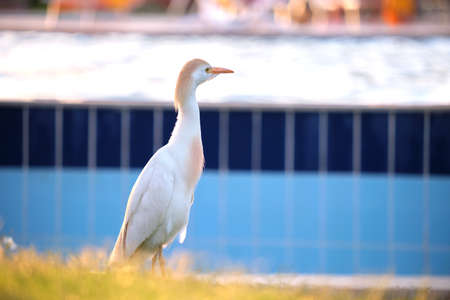 White cattle egret wild bird, also known as Bubulcus ibis walking on green lawn in summerの写真素材