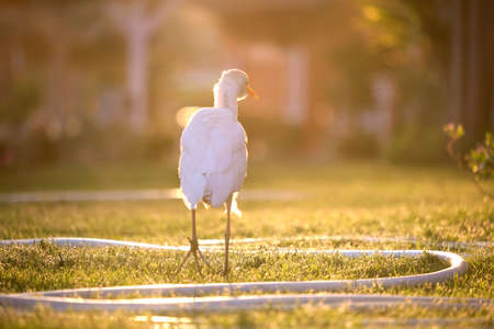 White cattle egret wild bird, also known as Bubulcus ibis, walking on green lawn at hotel yard in summerの写真素材