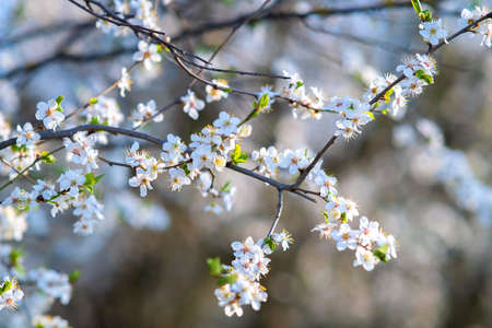 Fruit tree twigs with blooming white and pink petal flowers in spring gardenの写真素材