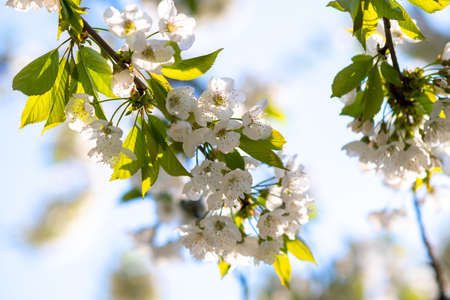 Fruit tree twigs with blooming white and pink petal flowers in spring garden