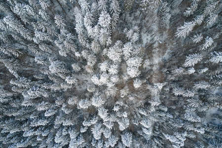 Top down aerial view of snow covered evergreen pine forest after heavy snowfall in winter mountain woods on cold quiet dayの写真素材